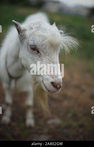 Portrait de chèvre blanc mignon en été, champ libre de visage. Banque D'Images