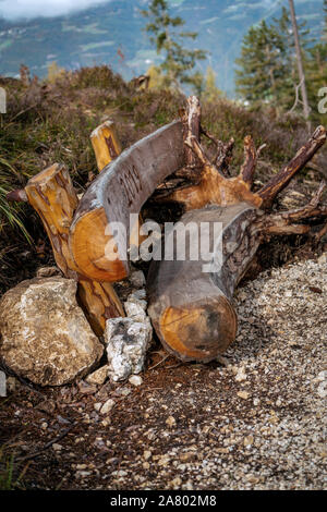 Un banc en bois fabriqué à partir d'un tronc d'arbre avec les racines encore attachés sur un côté et dossier sculptés Banque D'Images