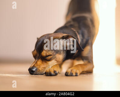 Pinscher nain chiot à la maison. Focus sélectif. Banque D'Images