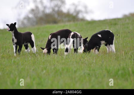 Race de moutons Agneaux de Jacob Banque D'Images