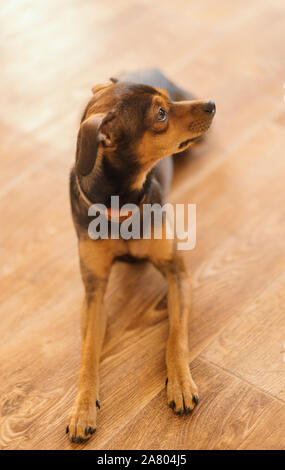 Pinscher nain chiot à la maison. Focus sélectif. Banque D'Images