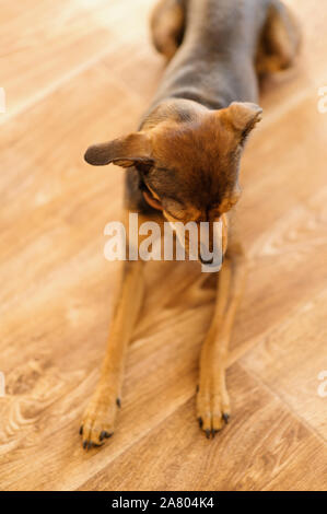 Pinscher nain chiot à la maison. Focus sélectif. Banque D'Images
