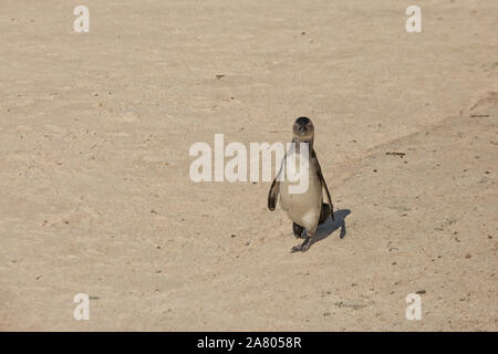 Manchot du marche sur la plage de Simonstown, Afrique du Sud Banque D'Images