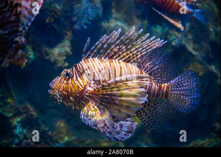 Poisson-papillon en natation miles sous la mer de corail Banque D'Images