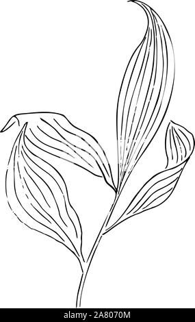 Fleurs séchées, de l'herbe sèche sur un fond blanc, illustration, gravure à la main de style minimaliste. Illustration de Vecteur