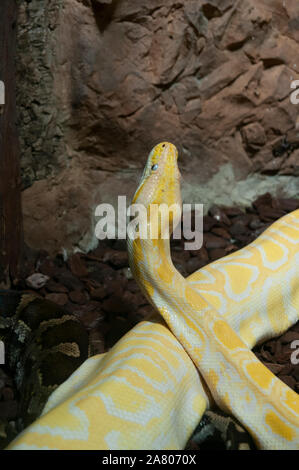 Close-up d'un Indien albinos python (Python molurus) à la Haus des Meeres, l'Aquarium et de terrarium, de construction du parc Esterhazy, Mariahilf, Vienne, Austr Banque D'Images
