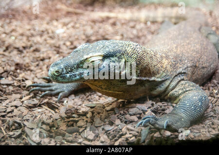 Dragon de Komodo (Varanus komodoensis), à la Haus des Meeres, l'Aquarium et de terrarium, de construction du parc Esterhazy, Mariahilf, Vienne, Autriche Banque D'Images