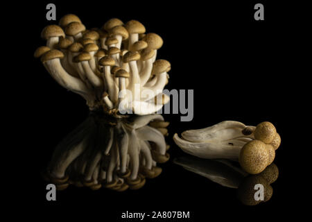 Beaucoup d'entiers et frais, de champignons shimeji buna Brown dans le groupe isolé sur verre noir Banque D'Images