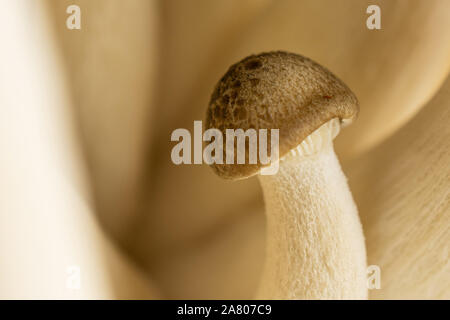 Un ensemble de champignons shimeji buna brun frais isolé macro Banque D'Images