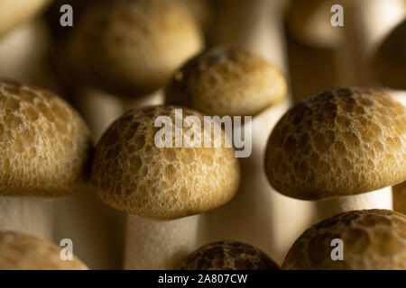 Beaucoup d'entiers et frais, de champignons shimeji buna brun isolé Banque D'Images