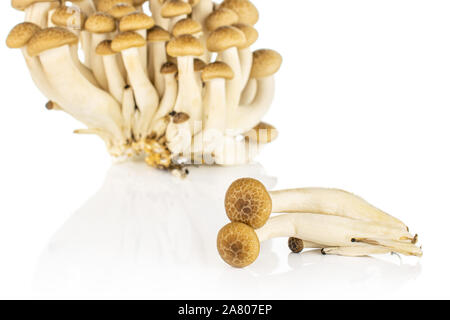 Beaucoup d'entiers et frais, de champignons shimeji buna brun isolé sur fond blanc Banque D'Images