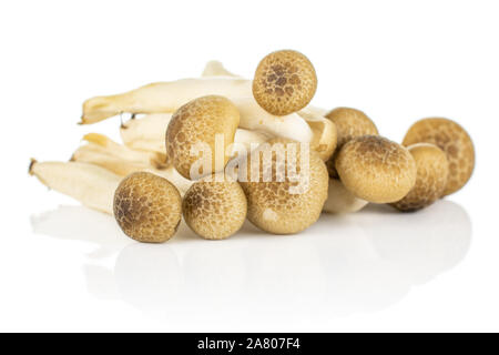 Beaucoup d'entiers et frais, de champignons shimeji buna brown dans un groupe isolé sur fond blanc Banque D'Images