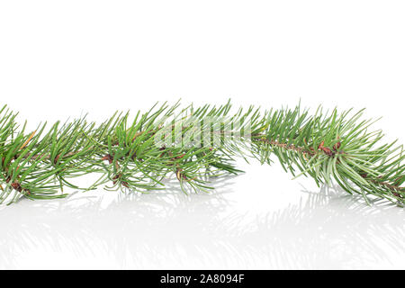 Toute une branche verte de noël epicéa isolé sur fond blanc Banque D'Images
