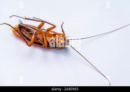 Close up dead cockroach sur fond blanc Banque D'Images