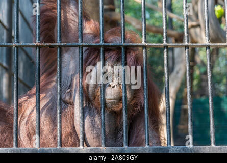 La pyramide de l'orang-outan. Contact avec les yeux avec grand orang-outan dans la cage. Les animaux sauvages dans un zoo de Thaïlande. Banque D'Images