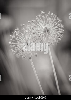 Deux têtes de graine de fleurs piquantes. Photo nb Banque D'Images