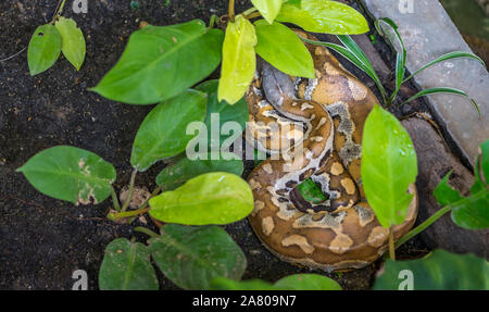 Sauvages au repos, le sang de serpent Python dans un jardin sous la plante verte. Grand serpent Python appelée est en train de dormir. Banque D'Images