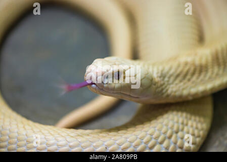 Fermer le serpent blanc avec déménagement de la langue. Focus sélectionnée. Banque D'Images