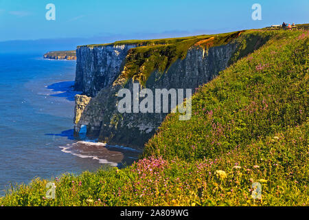 Colonie d'oiseaux de mer nichant sur les falaises de craie à Bempton Cliffs sur le Yorkshire Coast Banque D'Images