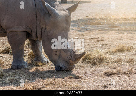 Close up un Rhino manger herbe séchée en journée d'été. Vieux Rhino manger herbe séchée. Visage de vieux Rhino. Banque D'Images