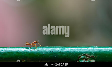 Close up big red ant tuer la plus petite fourmi noire et de l'apporter à manger. Ant est la marche sur une clôture. L'espace pour le texte. Banque D'Images