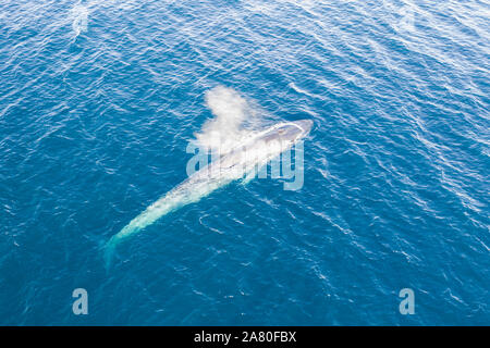 Un pygmée rorqual bleu, Balaenoptera musculus brevicauda, remonte à la surface pour respirer dans la mer de Banda. Cette sous-espèce n'atteint plus de 23 mètres. Banque D'Images