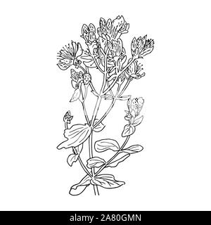 Hypericum perforatum, St. John's worth. La gravure à la main à base de plantes, le minimalisme illustration silhouette style. Illustration de Vecteur