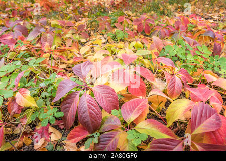 Contexte de la saison d'automne avec mélange de feuilles naturelles, à la fois passé et toujours en croissance, de couleur rouge vif, jaune, vert et le vin les couleurs. Lea Banque D'Images
