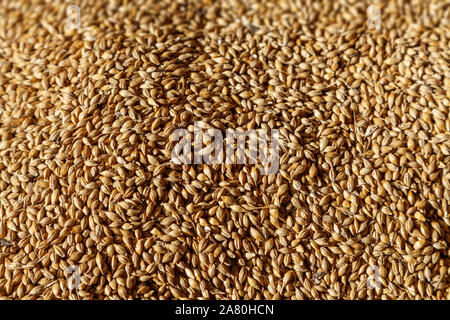 Gros plan d'un grand tas de grain d'or après la récolte de céréales Banque D'Images