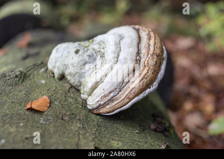 L'amadou champignon sur bois mort Banque D'Images