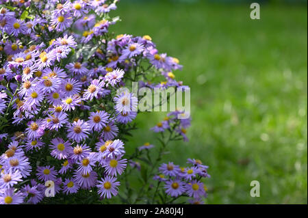 Fleurs violettes (Little Carlow Aster) in garden Banque D'Images