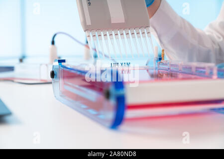 Le chargement des échantillons et l'exécution d'une électrophorèse sur gel d'agarose pour l'électrophorèse sur gel, est la procédure de la séparation de l'ADN Banque D'Images