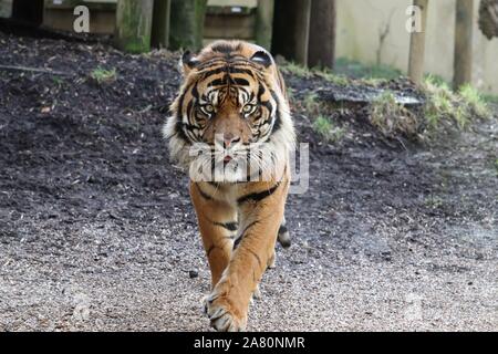 Le tigre mâle, Joao (Panthera tigris sumatrae) Banque D'Images