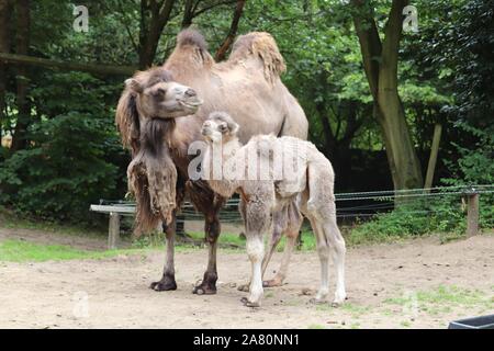 Femme Chameau de Bactriane, Jimandi avec son veau mâle, Oakley (Camelus bactrianus) Banque D'Images