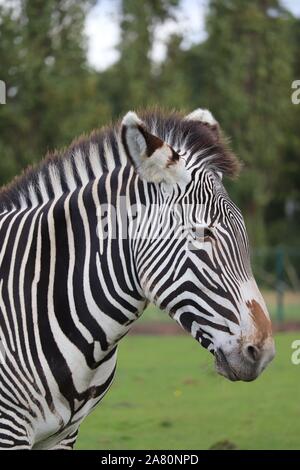 Femme Grévys Zebra Equus grevyi) Banque D'Images
