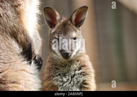 Wallaby Bennetts bébé Joey (Macropus rufogriseus) Banque D'Images