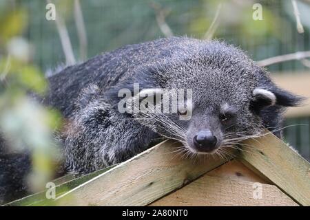 Binturong mâle, Elliot (Arctictis binturong) Banque D'Images