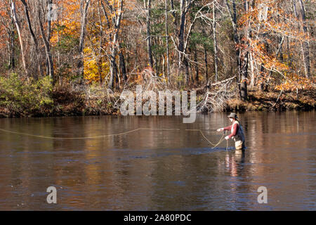 Pêche à la mouche sur la rivière Shetucket en Ecosse, CT, États-Unis Banque D'Images