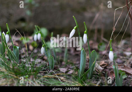 Première perce-neige les fleurs de printemps dans le jardin. focus sélectif. Banque D'Images