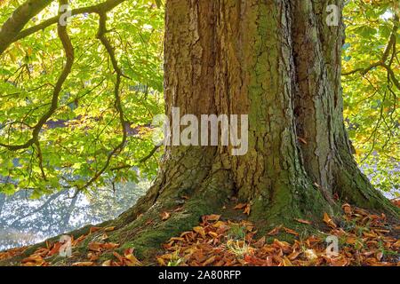 Un vieux châtaignier en automne (Aesculus hippocastanum) Banque D'Images