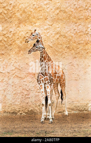 Girafe sur un mur jaune Banque D'Images