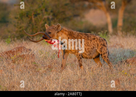 L'Hyène tachetée (Crocuta crocuta) avec kill, Mashatu, Botswana Banque D'Images