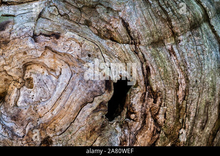 Les structures de l'écorce, forêt vierge Urwald Sababurg, Weser Uplands, Thuringe, Hesse, Allemagne Banque D'Images