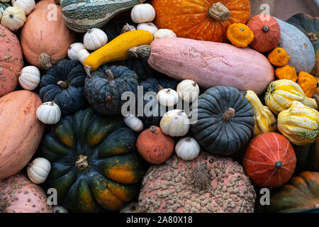 Les citrouilles de différentes formes, couleurs et tailles Banque D'Images