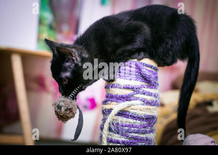 Un Chaton Chat Joue Dans Un Treillis Metallique Dans La Ville De Mexico 21 Octobre 09 Photo Stock Alamy