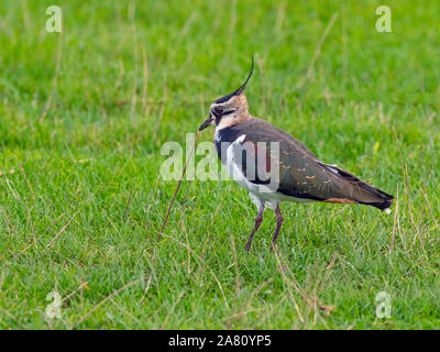 Sociable Vanellus vanellus tirant sur terre ver dans grass meadow Norfolk Banque D'Images