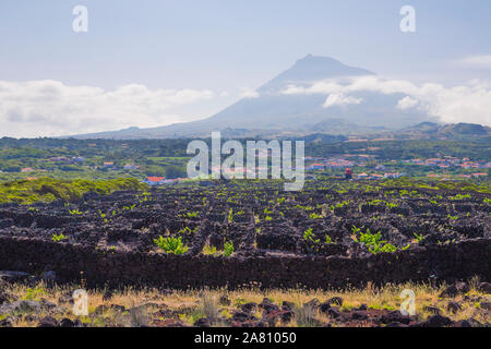 L'île de Pico vignobles, UNESCO World Heritage site. Açores, Portugal. Jour d'été ensoleillé. Volcan pico avec quelques nuages à l'arrière-plan. Les murs de pierre de lave. Banque D'Images