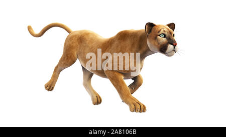 Puma, mountain lion running, chat sauvage isolé sur fond blanc Banque D'Images