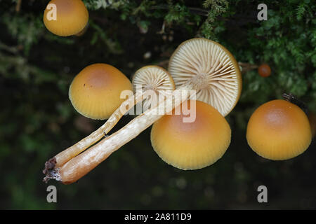 Galerina marginata, connu sous le nom de Bell de funérailles ou de champignons, un Galerina mortelle de champignons toxiques à partir de la Finlande Banque D'Images
