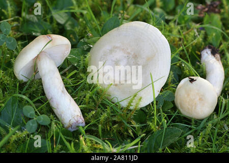 Lactarius aspideoides, communément connue sous le nom d'un jaune vif ou milkcap milkcap de saule, de la Finlande aux champignons sauvages Banque D'Images